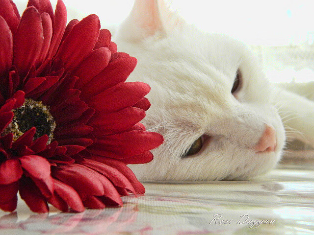 _纳达尔法网夺冠，再创红土王者传奇_，纳达尔法网2020赛程