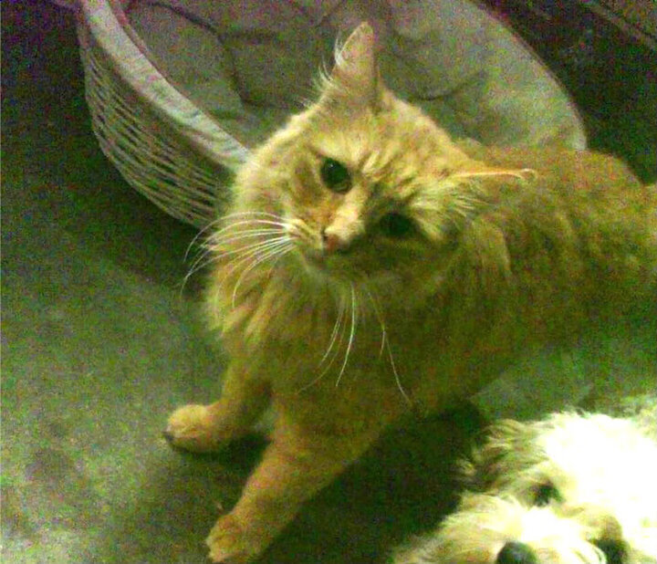 _经典阵容重现:历史名将组队表演赛_,历史名将游戏