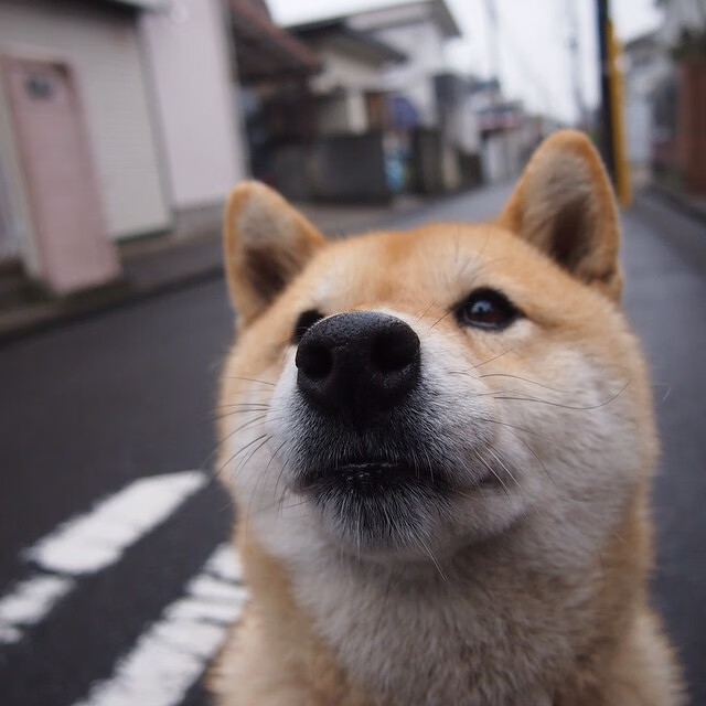国际高山滑雪大奖赛，雪域高原的速度传奇，高山滑雪全国锦标赛