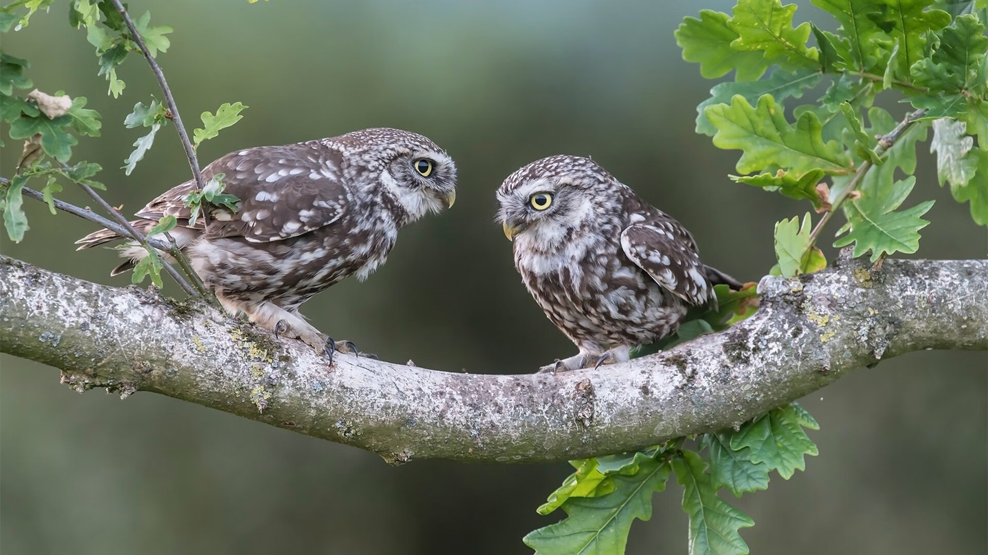 _瑞典博览会草地公开赛:冰雪之国的网球激情_,瑞典比赛
