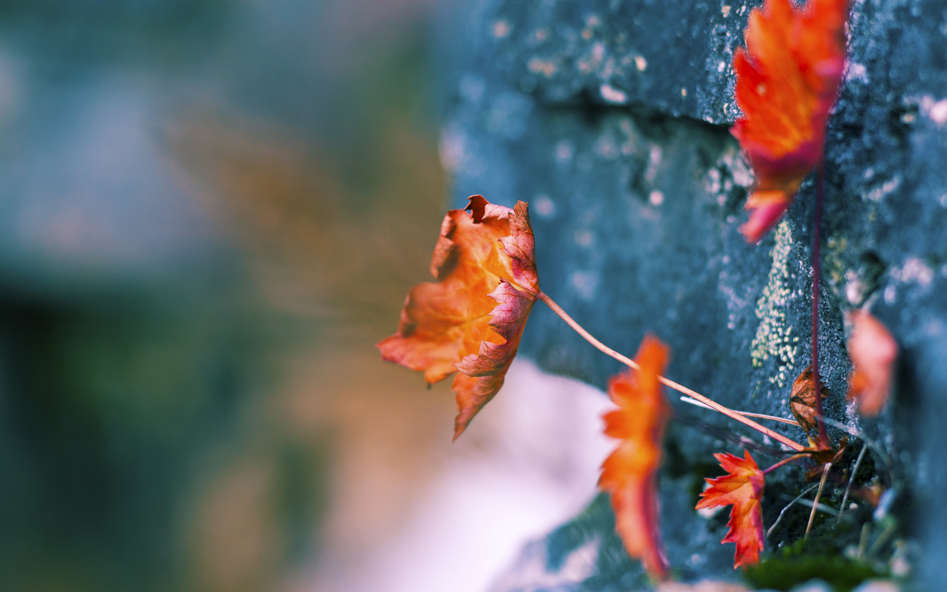 九游网-_线下线上合作：互联网+网球新模式_，互联网线上和线下的区别