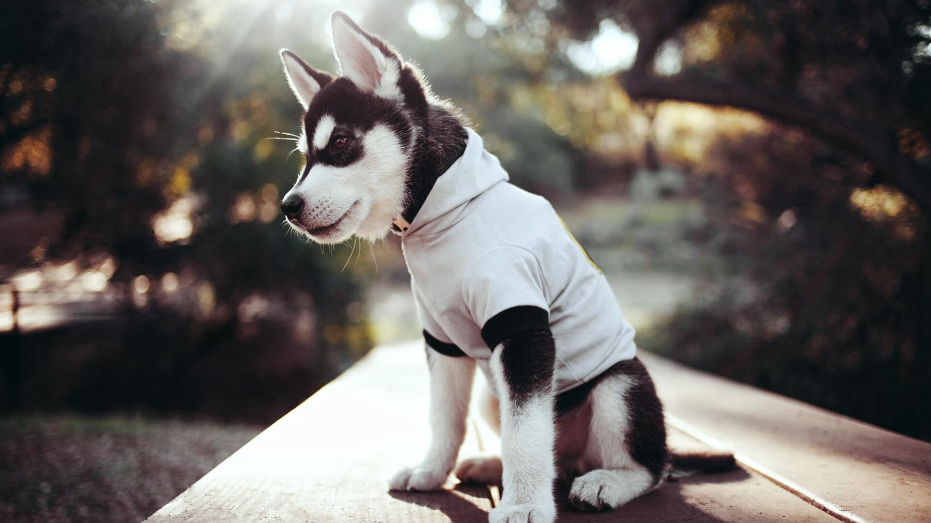 “法甲高水平对抗:场面激烈,惊喜不断”,法甲实力分析