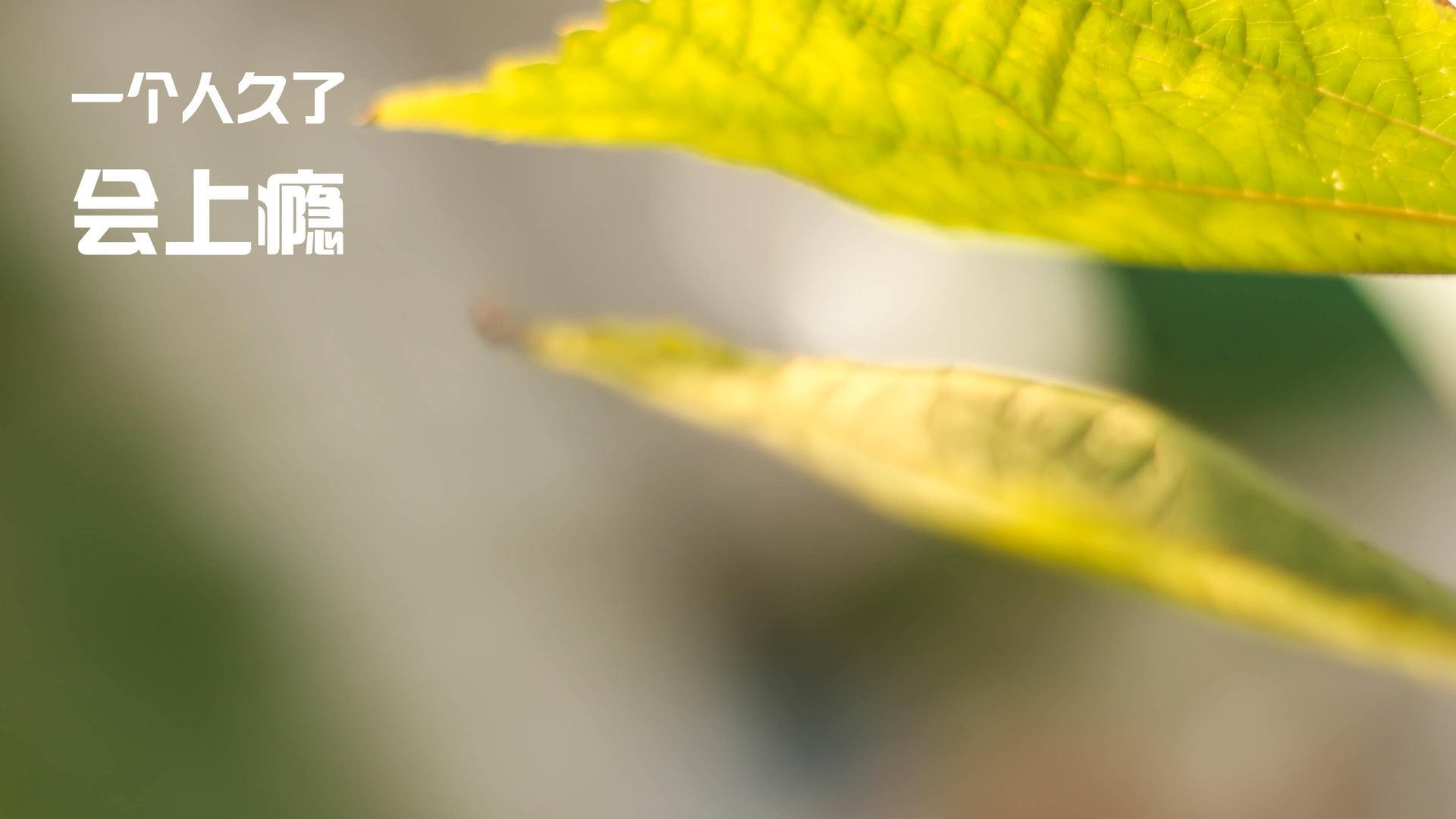 “荒野狂飙:驾驶在火焰与泥泞之间的极限挑战”,狂野飙车sarthe